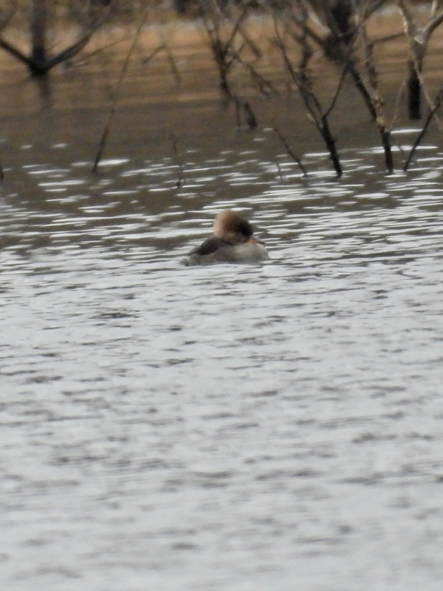 Hooded Merganser - Tracy Mosebey