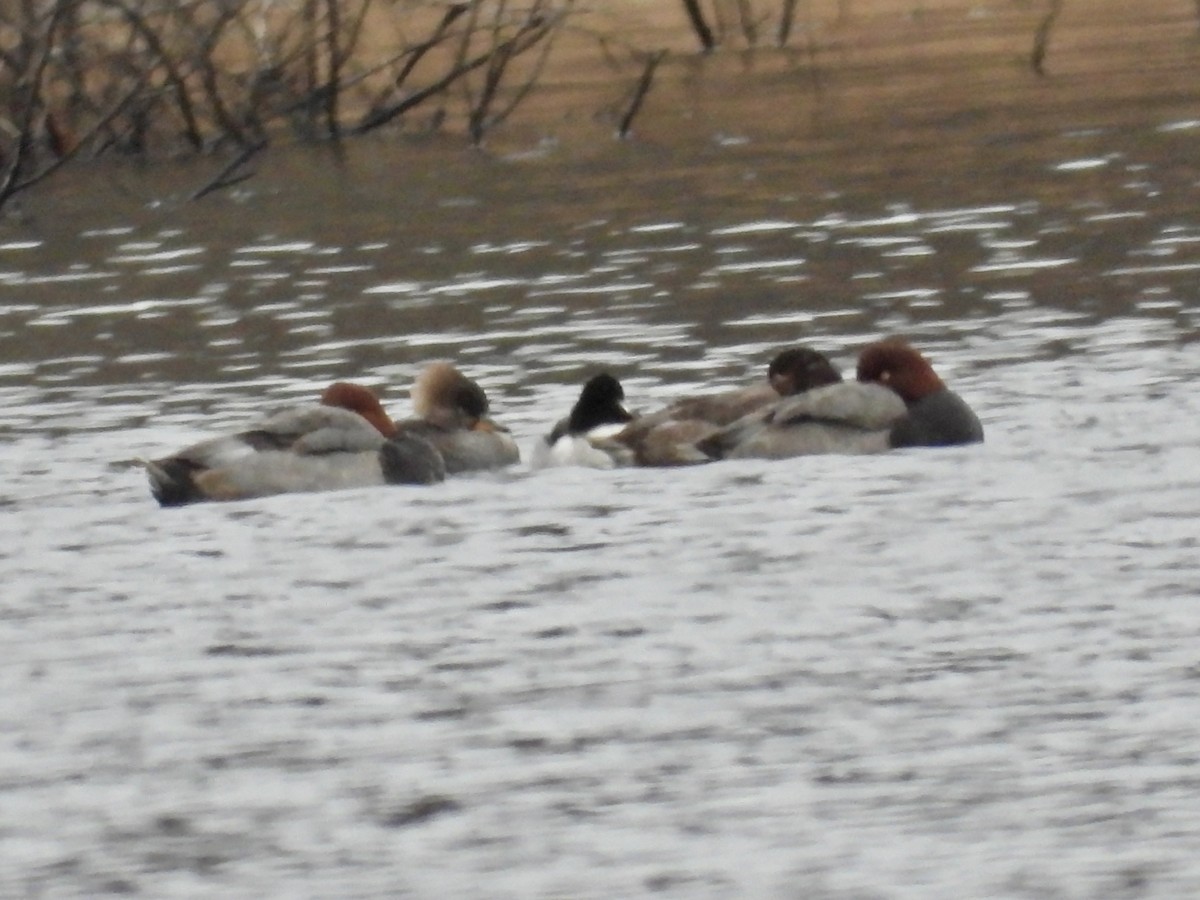 Hooded Merganser - ML612465992