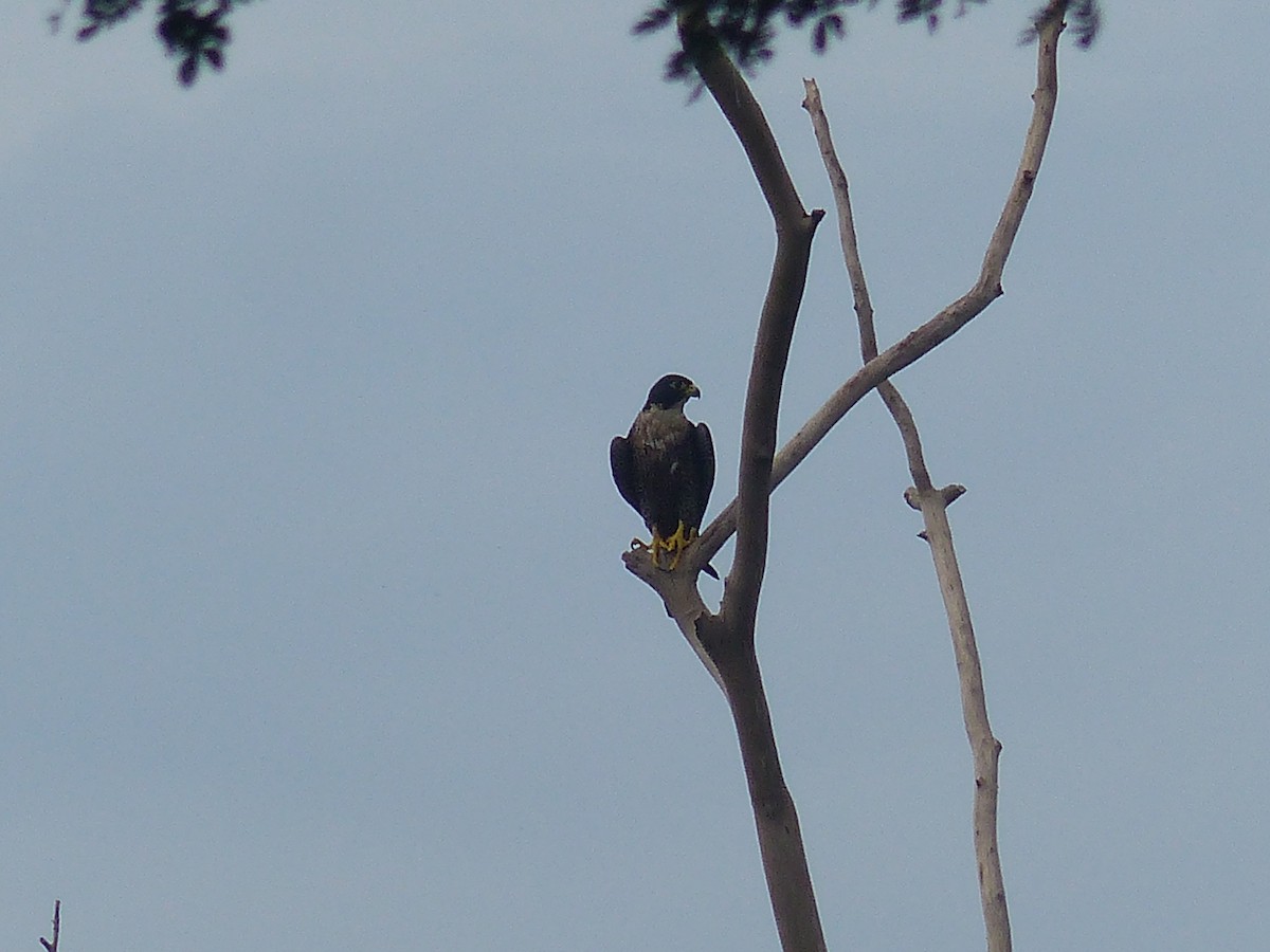Peregrine Falcon - ML612466024