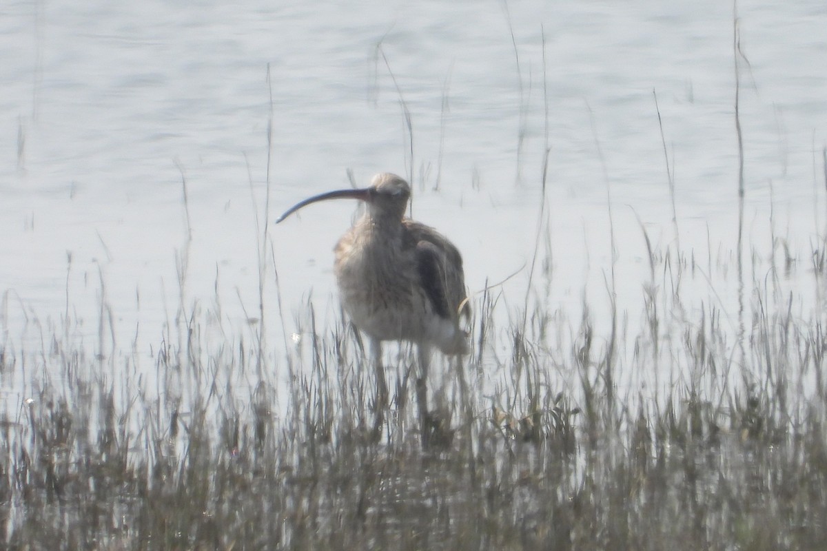 Eurasian Curlew - ML612466033