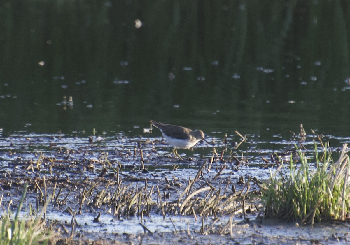 Solitary Sandpiper - ML612466049