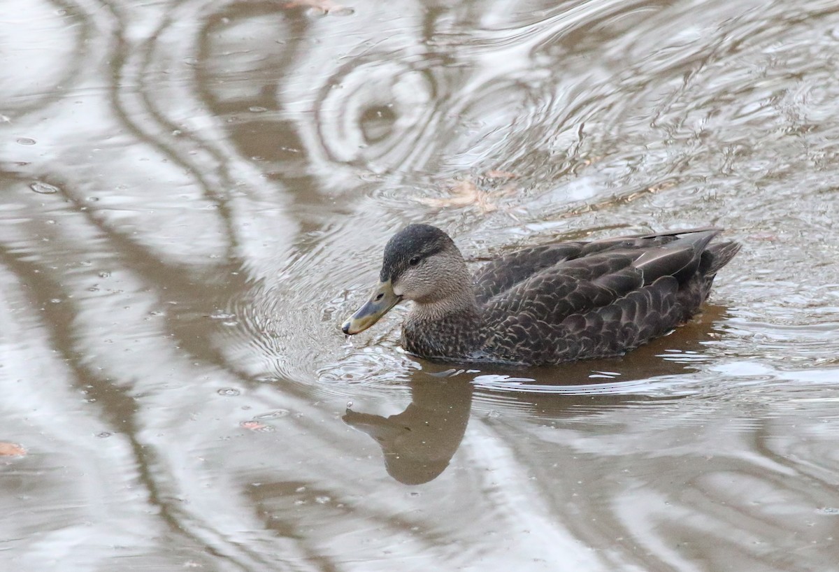 Canard noir - ML612466051