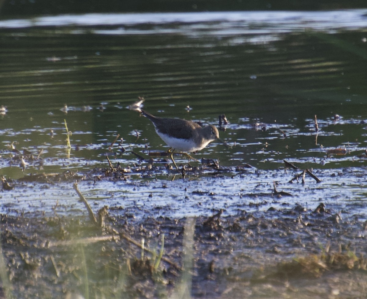 Solitary Sandpiper - ML612466056