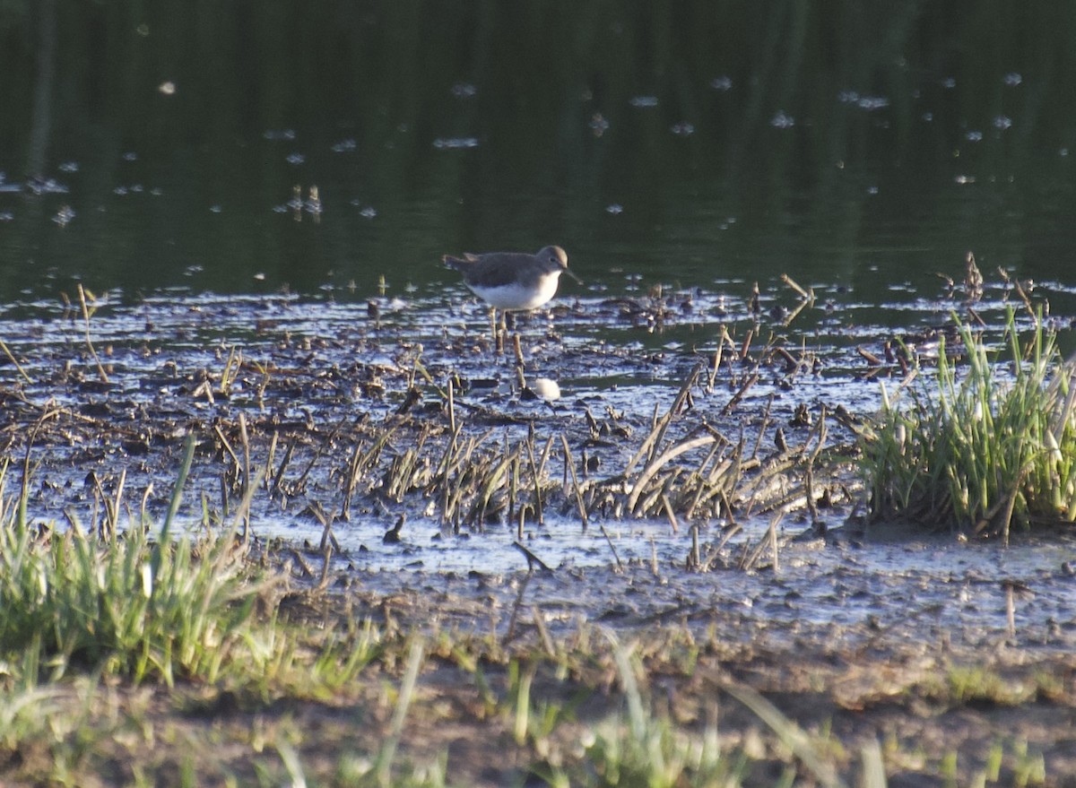 Solitary Sandpiper - ML612466068