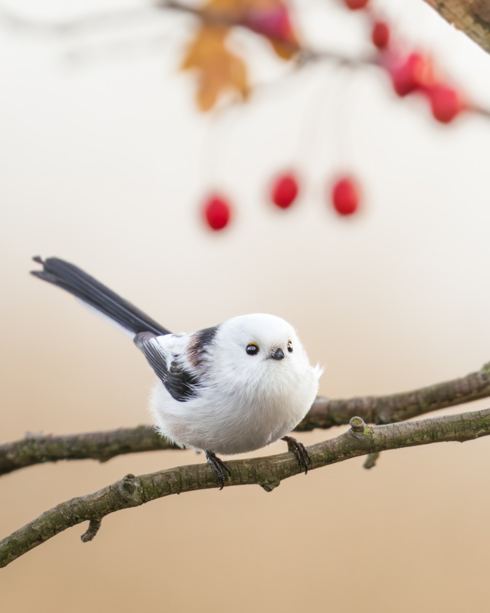 Long-tailed Tit - ML612466069