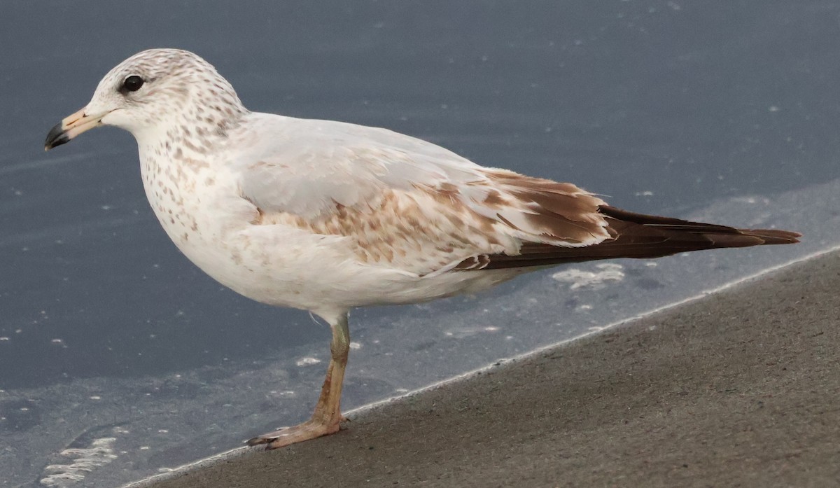 Ring-billed Gull - ML612466143