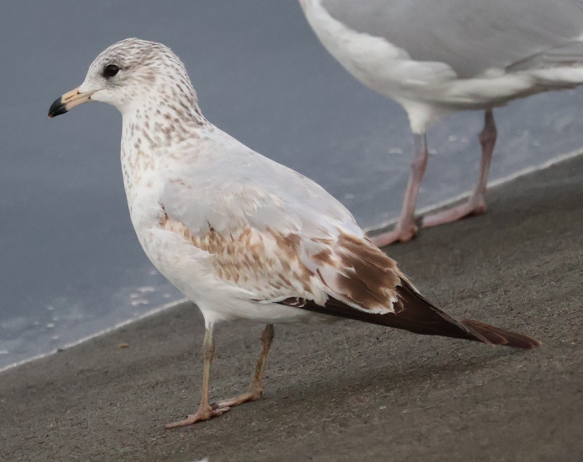Ring-billed Gull - ML612466144