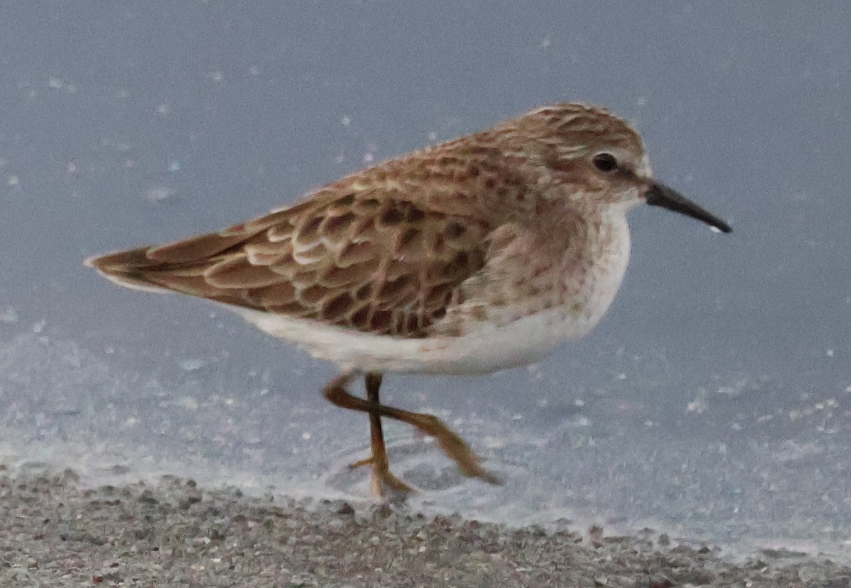Least Sandpiper - ML612466171