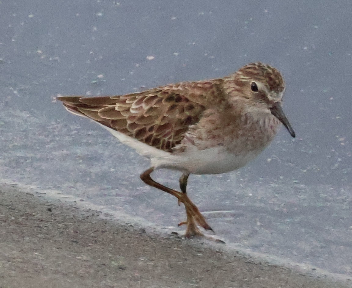 Least Sandpiper - ML612466172