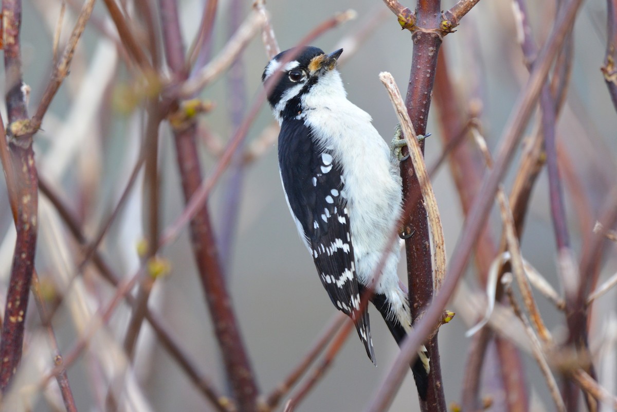 Downy Woodpecker - Henry deJong