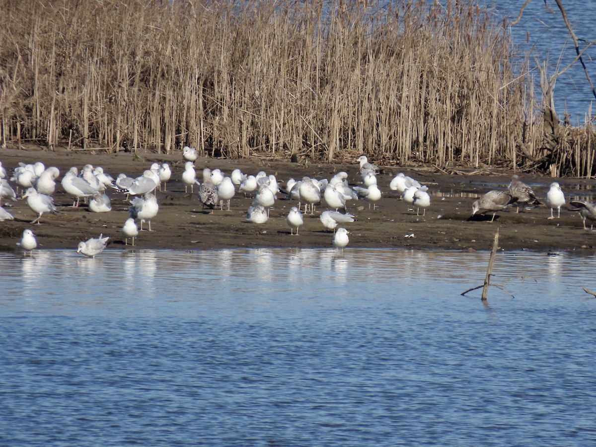 Ring-billed Gull - ML612466315