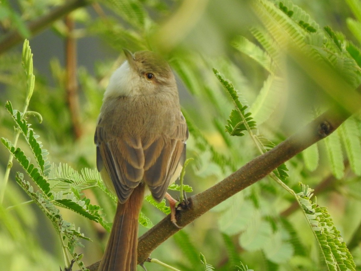 gråbrystprinia - ML612466407
