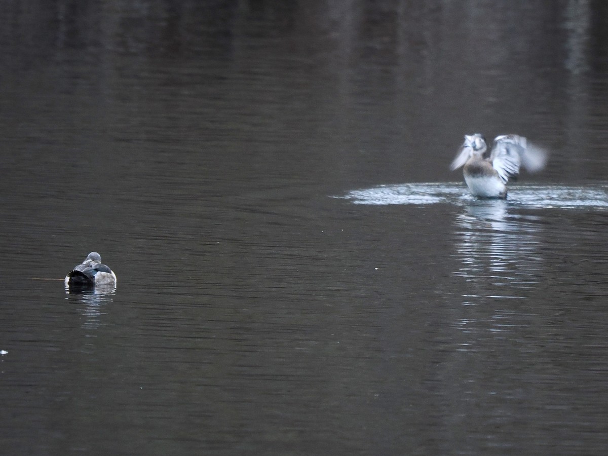 Ring-necked Duck - ML612466414