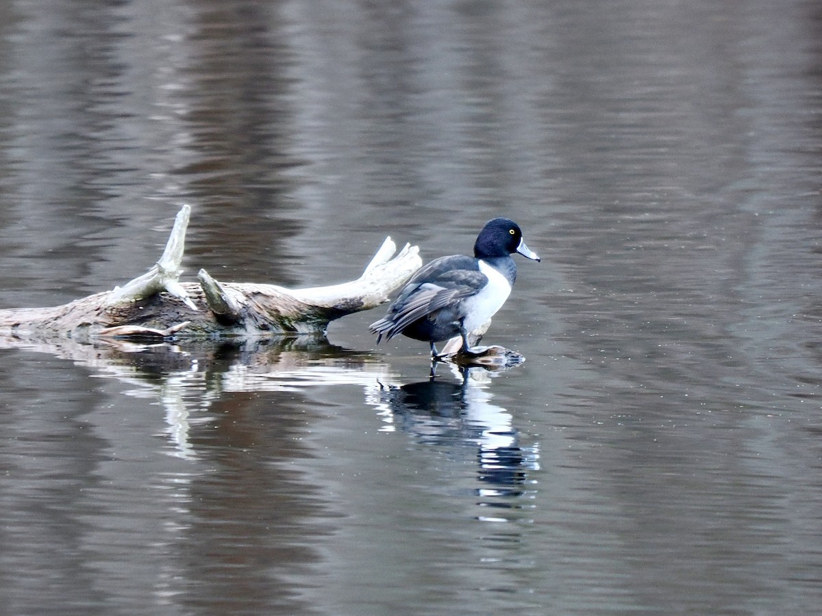 Ring-necked Duck - Gabriel Willow