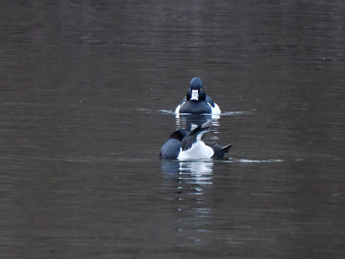 Ring-necked Duck - ML612466416