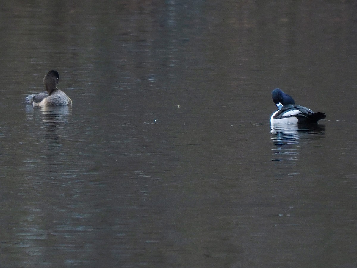 Ring-necked Duck - ML612466417