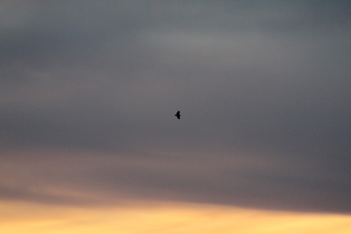 Short-eared Owl - Ty Sharrow