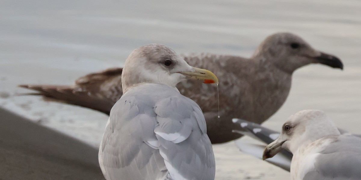 Western Gull - ML612466511