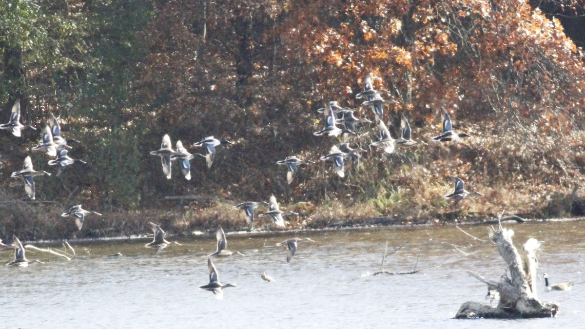 Northern Shoveler - ML612466592