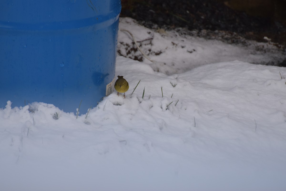 Orange-crowned Warbler - ML612466618