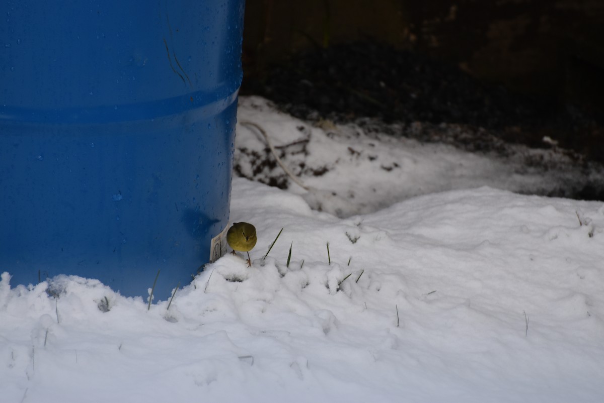 Orange-crowned Warbler - Daniel Smith