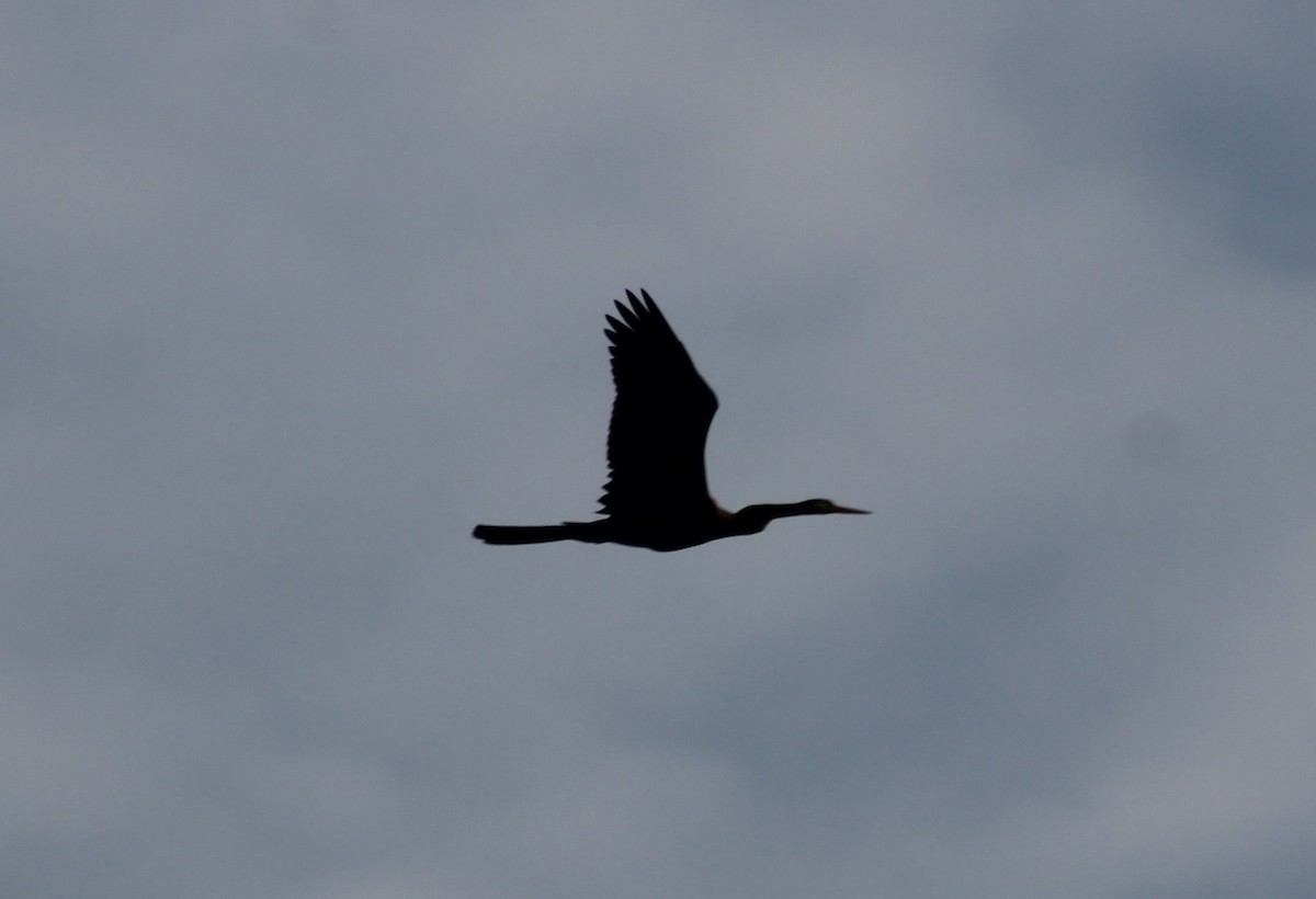 Anhinga Asiática - ML612466738