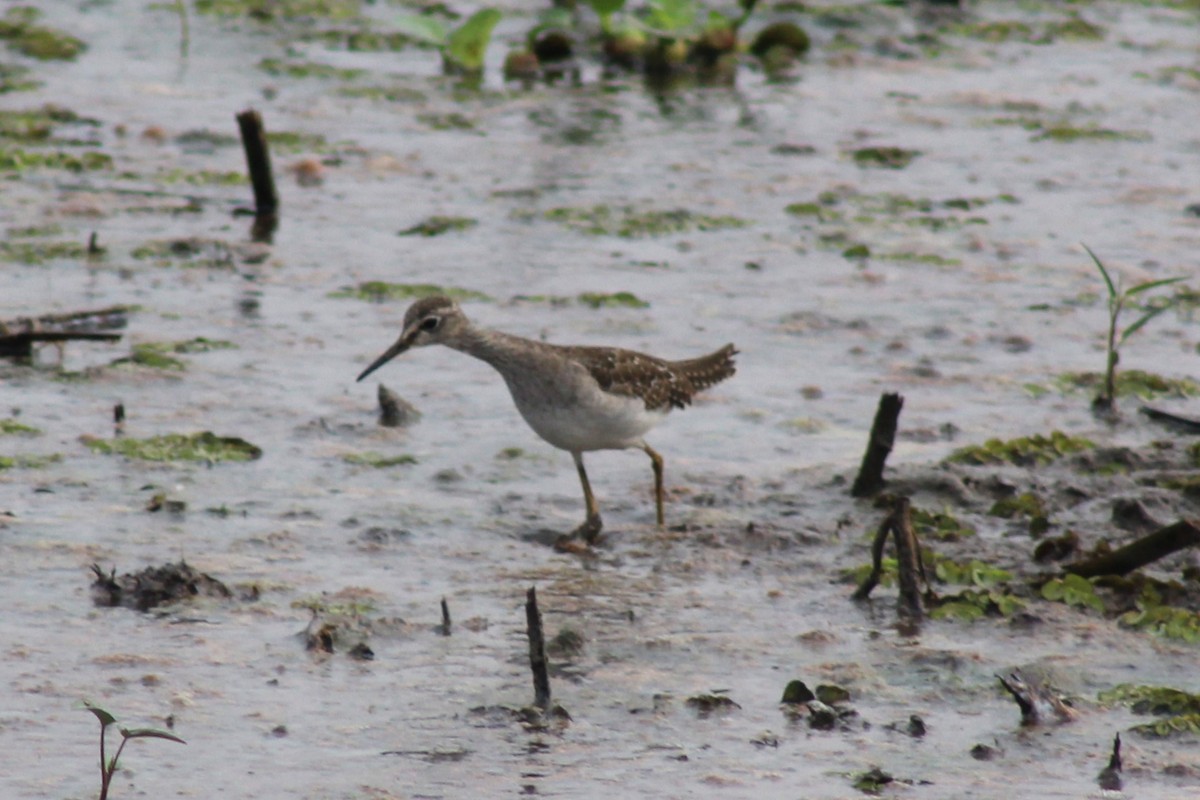 Wood Sandpiper - ML612466799