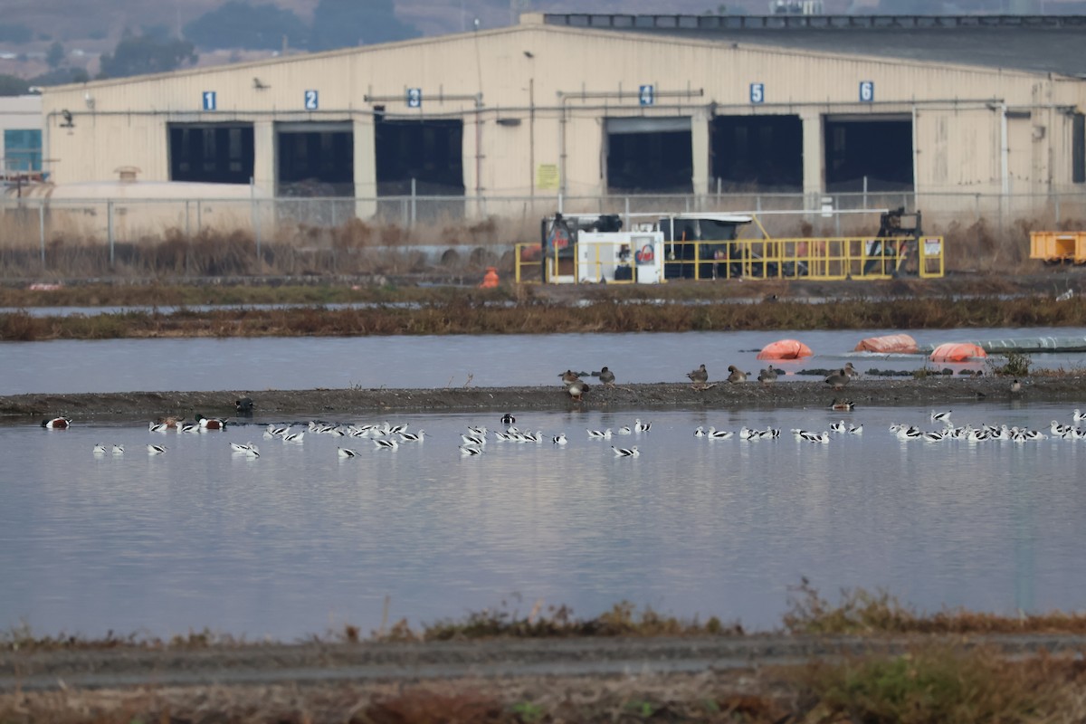 American Avocet - ML612466826