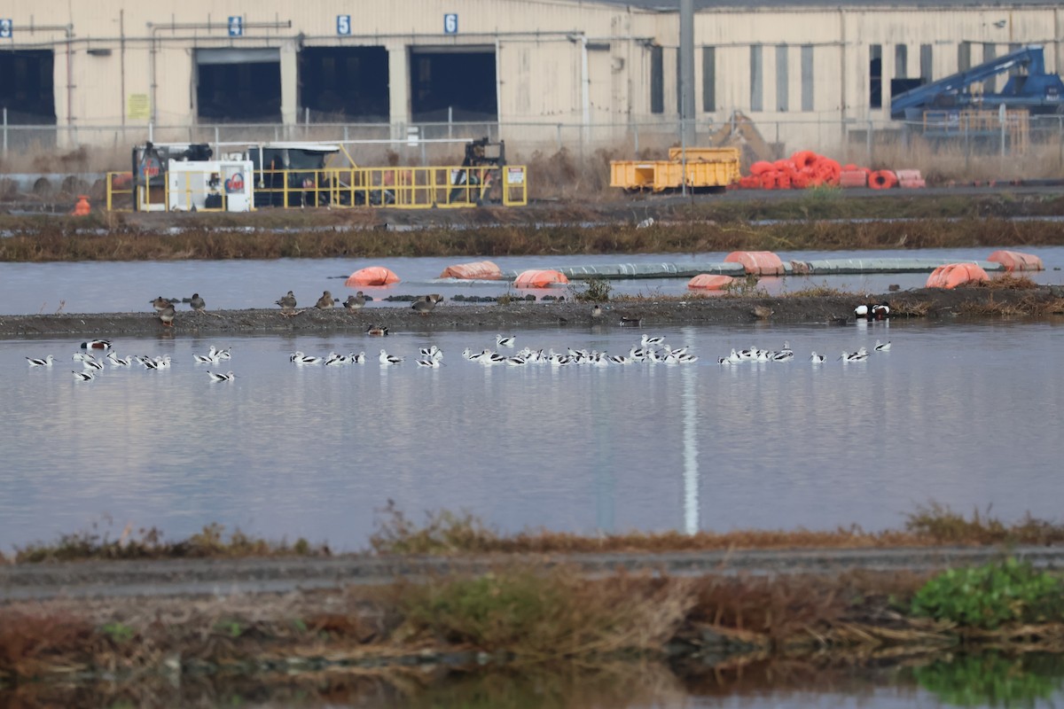 American Avocet - ML612466847