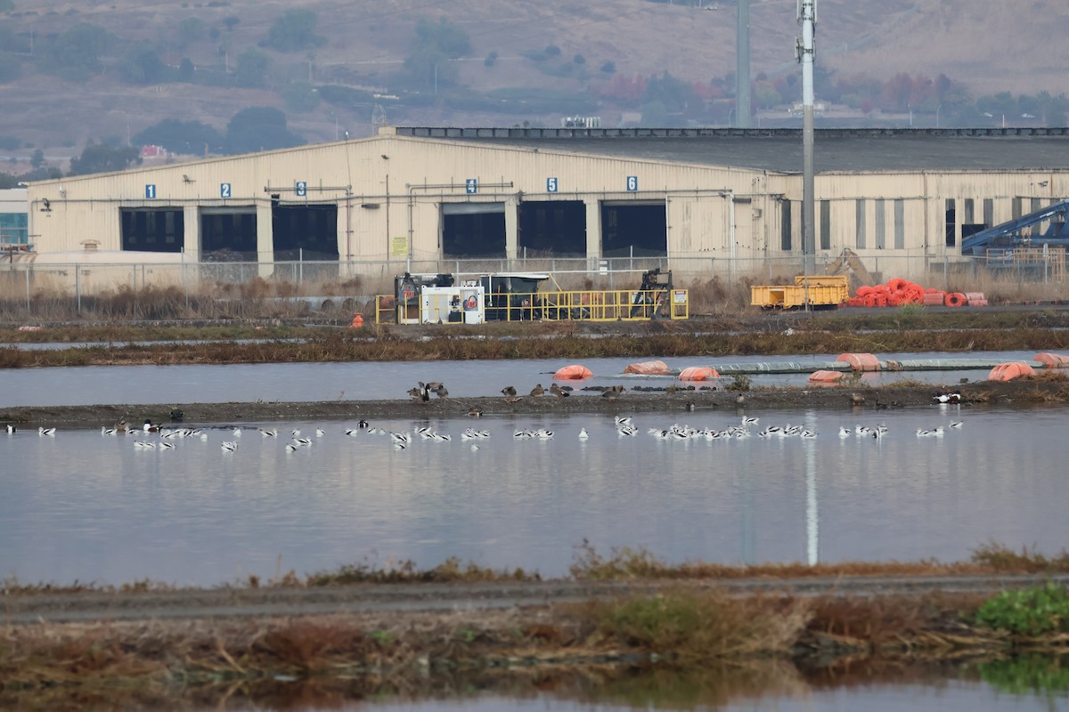 American Avocet - ML612466852