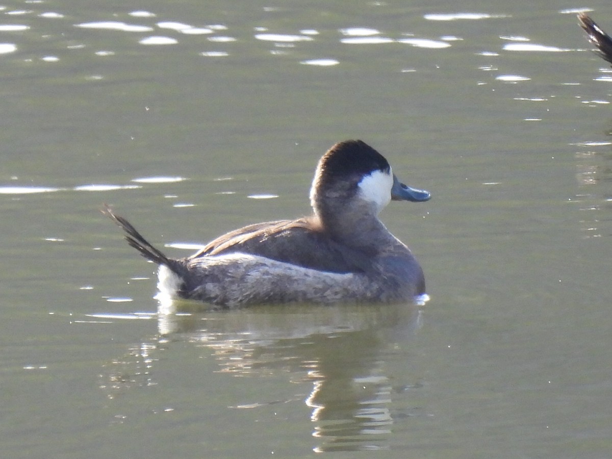 Ruddy Duck - ML612466894