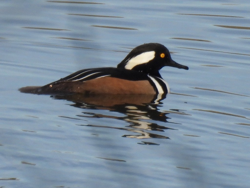 Hooded Merganser - ML612466945