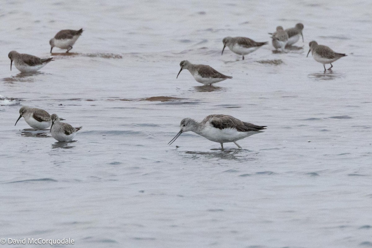 Common Greenshank - ML612466970