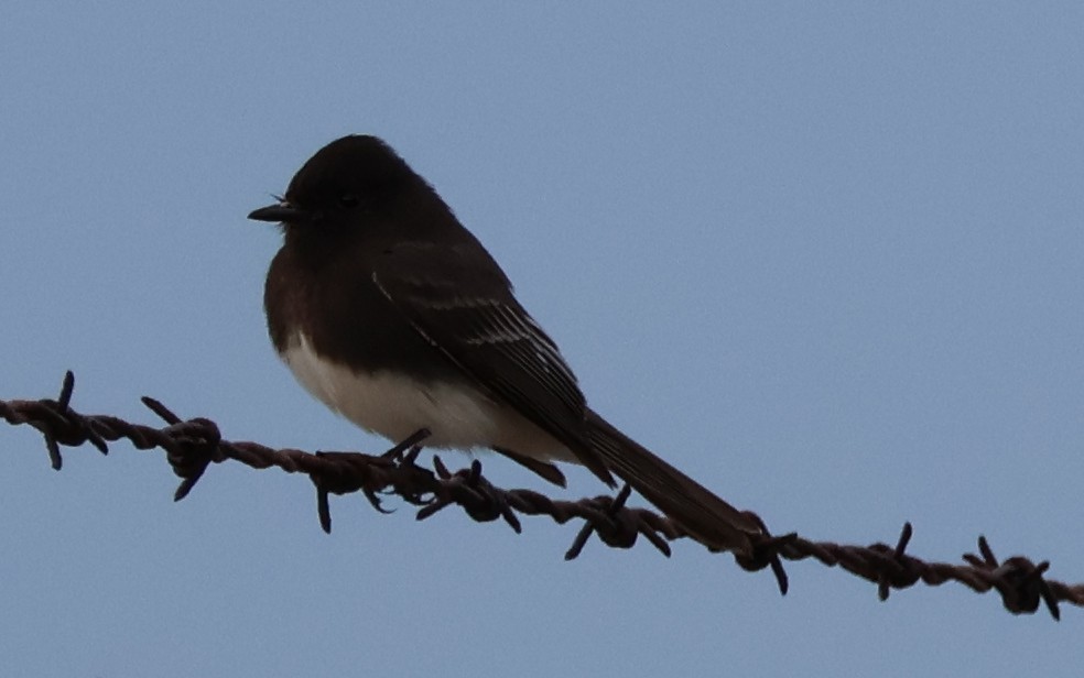 Black Phoebe - ML612467017