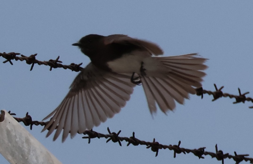 Black Phoebe - ML612467032