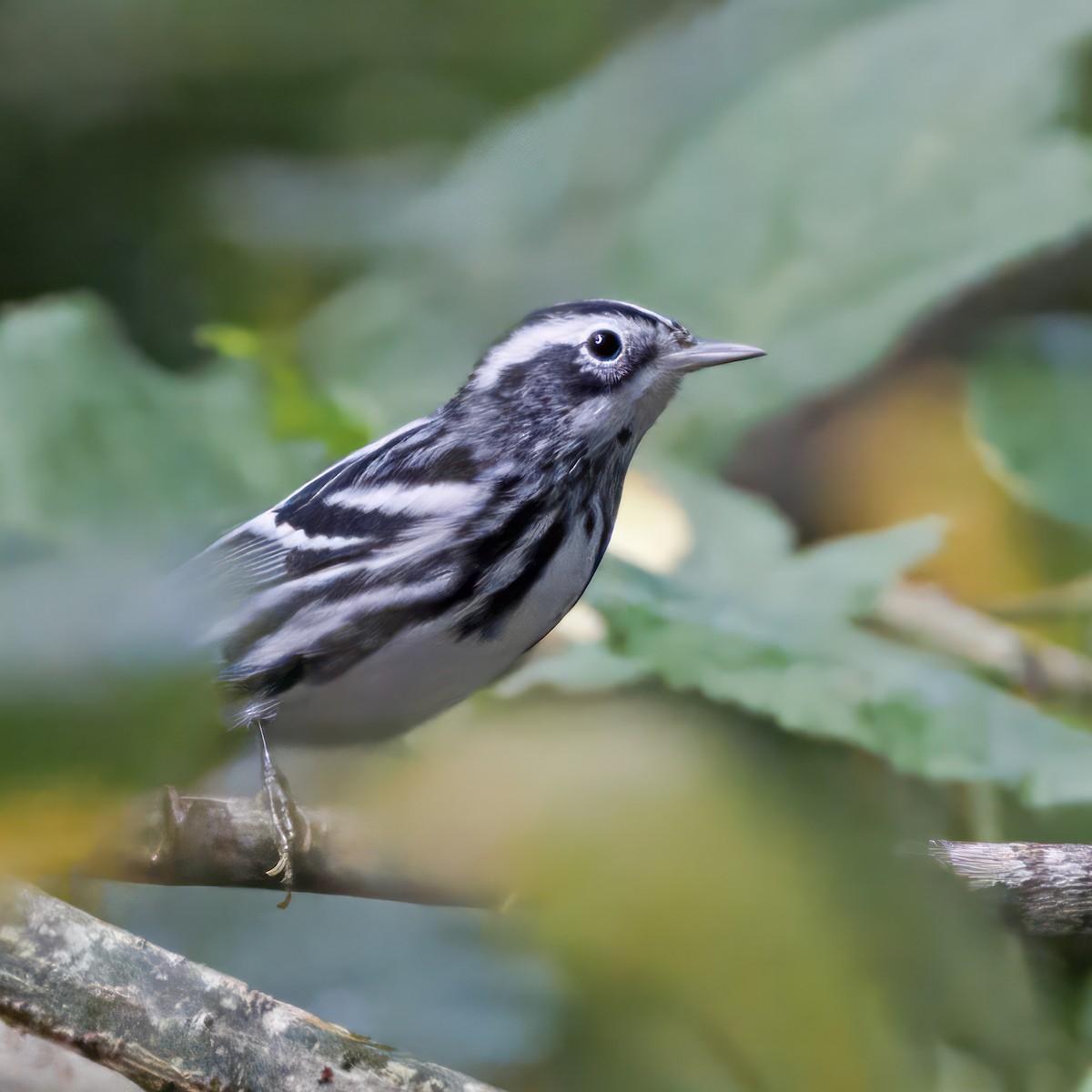 Black-and-white Warbler - ML612467102