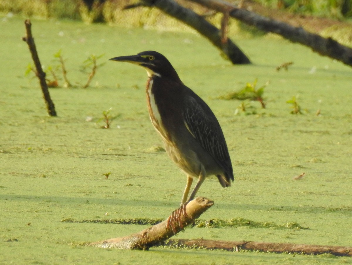 Green Heron - ML612467304