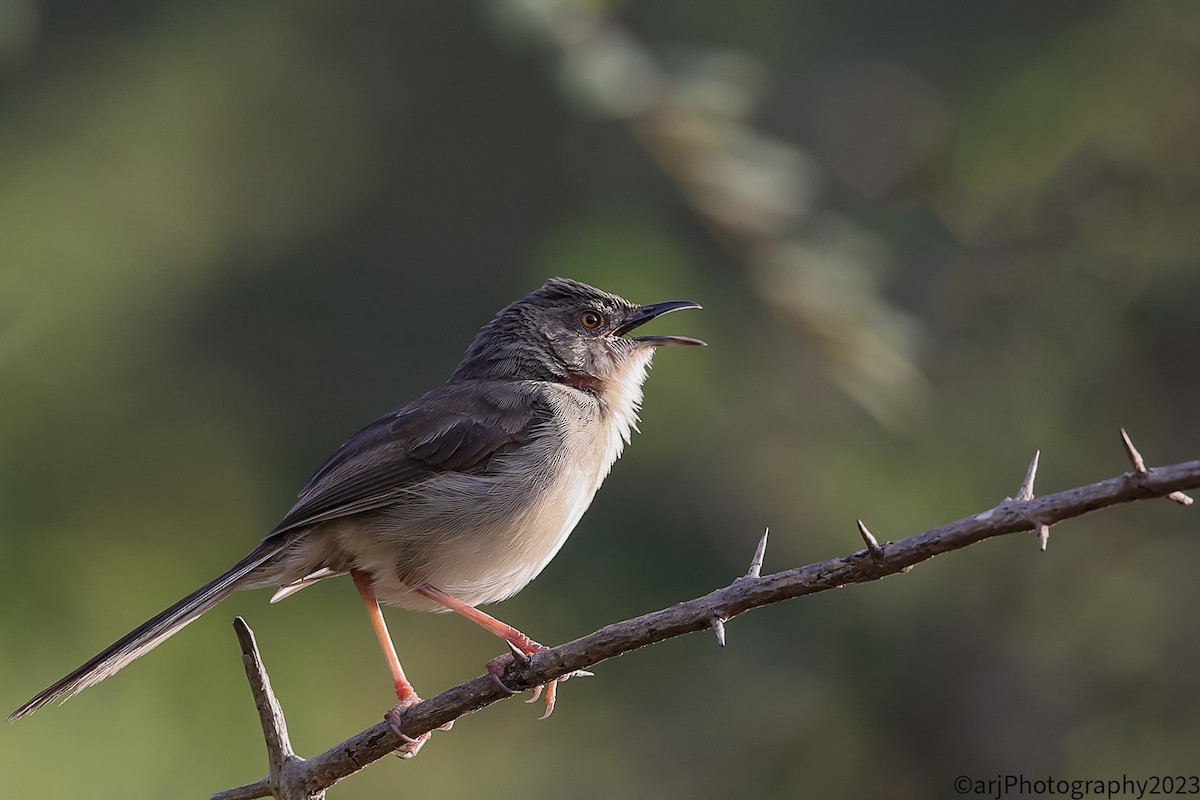 Prinia forestière - ML612467429