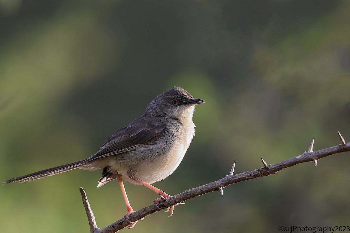 Prinia forestière - ML612467430