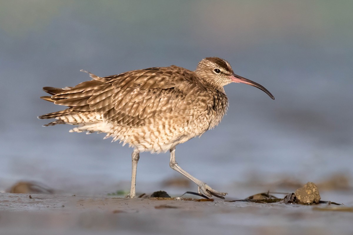 Whimbrel - Terence Alexander