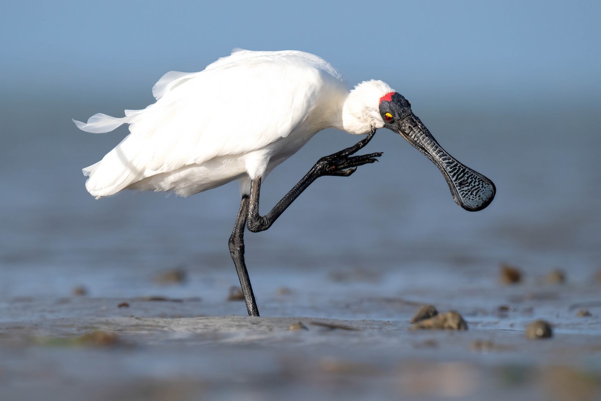 Royal Spoonbill - ML612467467