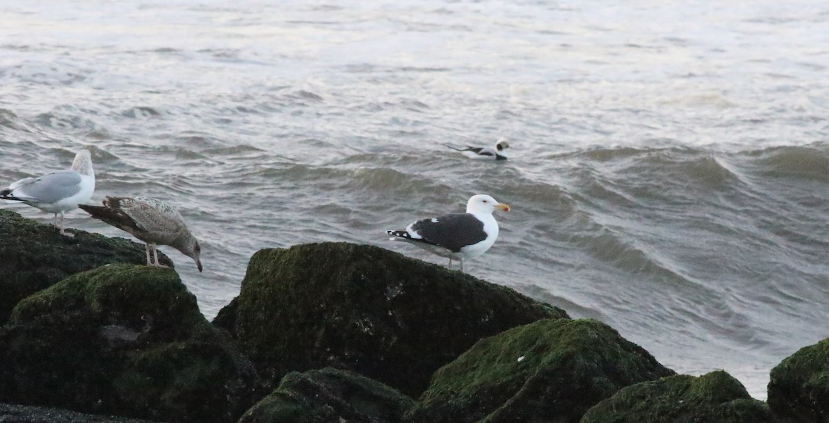 Great Black-backed Gull - Joe Gyekis