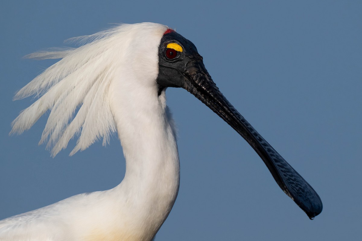 Royal Spoonbill - ML612467478