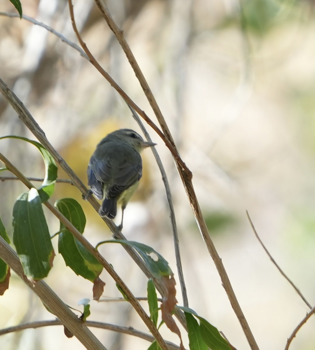 Philadelphia Vireo - ML612467499