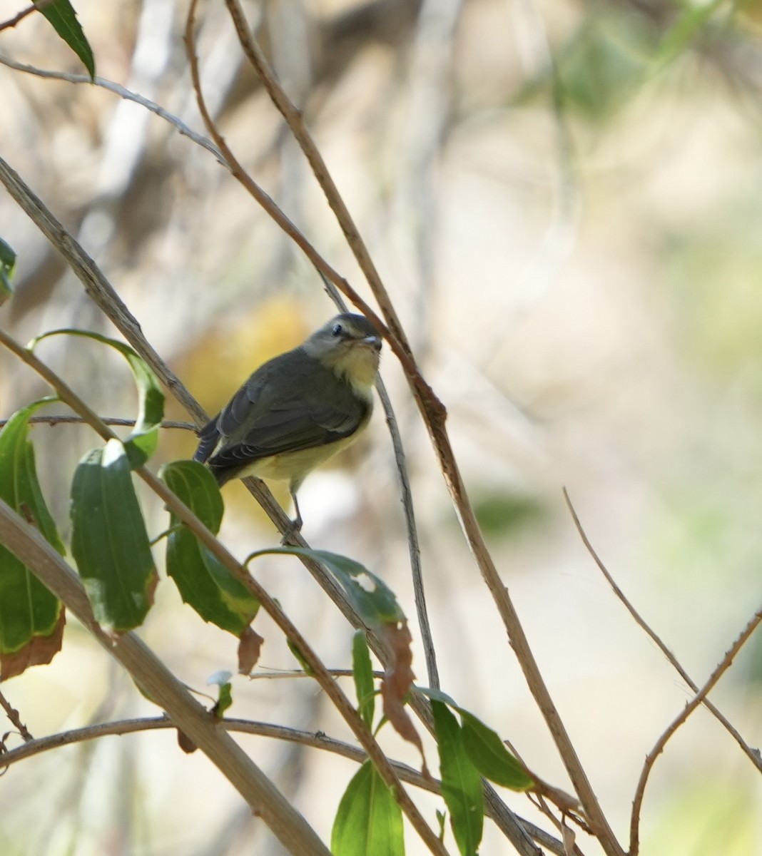 Philadelphia Vireo - ML612467507