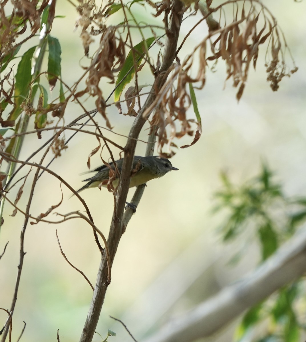 Philadelphia Vireo - ML612467511