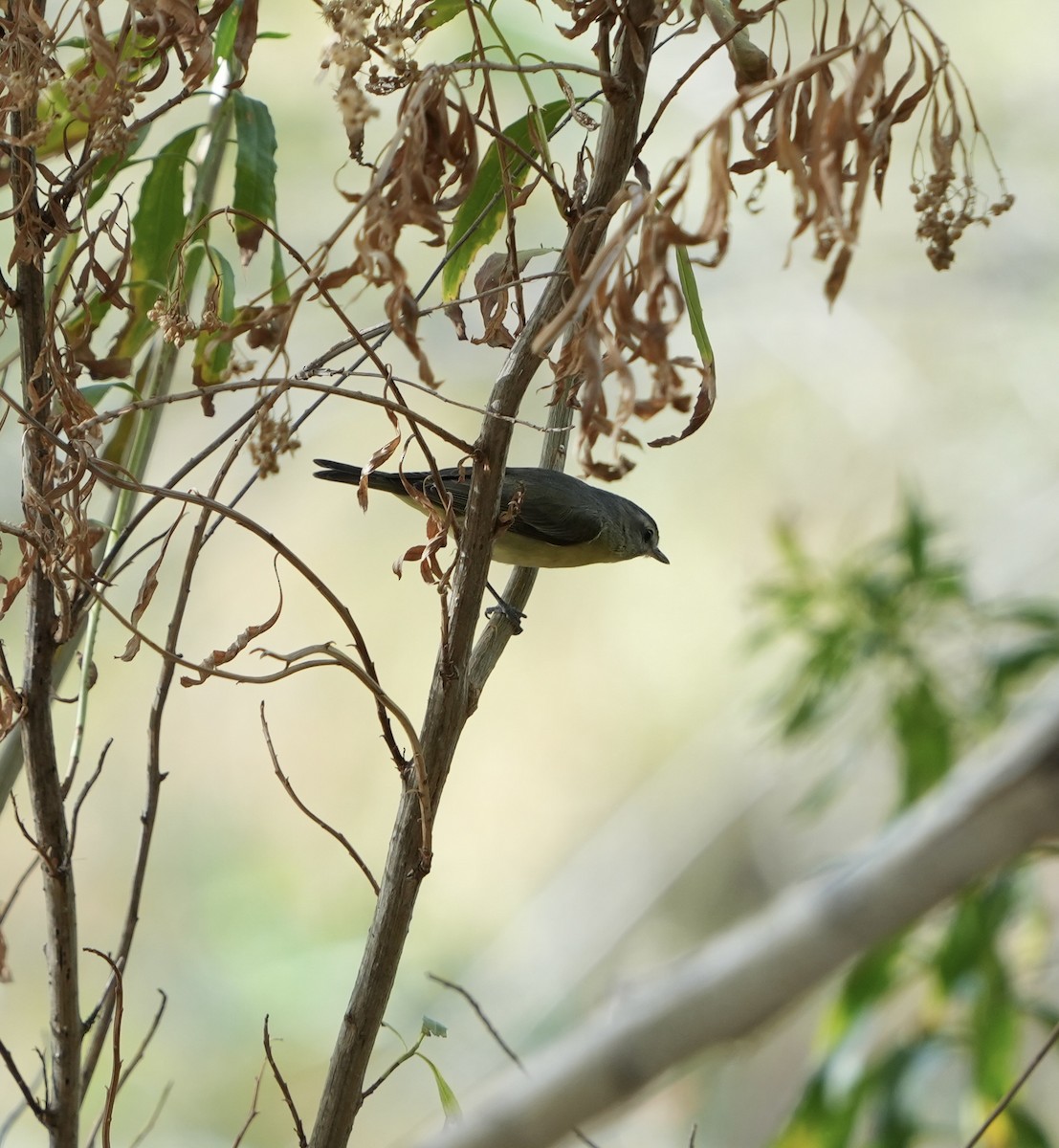 Philadelphia Vireo - ML612467519