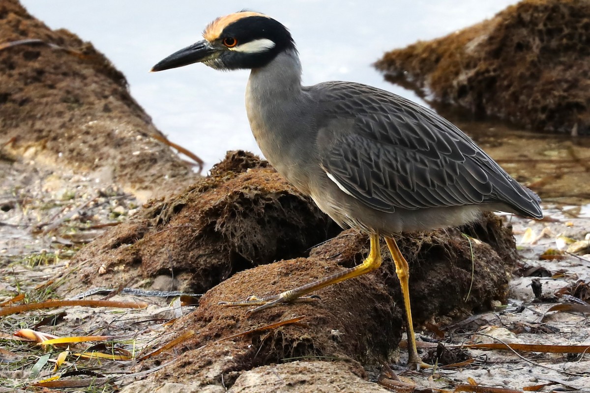 Yellow-crowned Night Heron - Halldor Sigurdsson