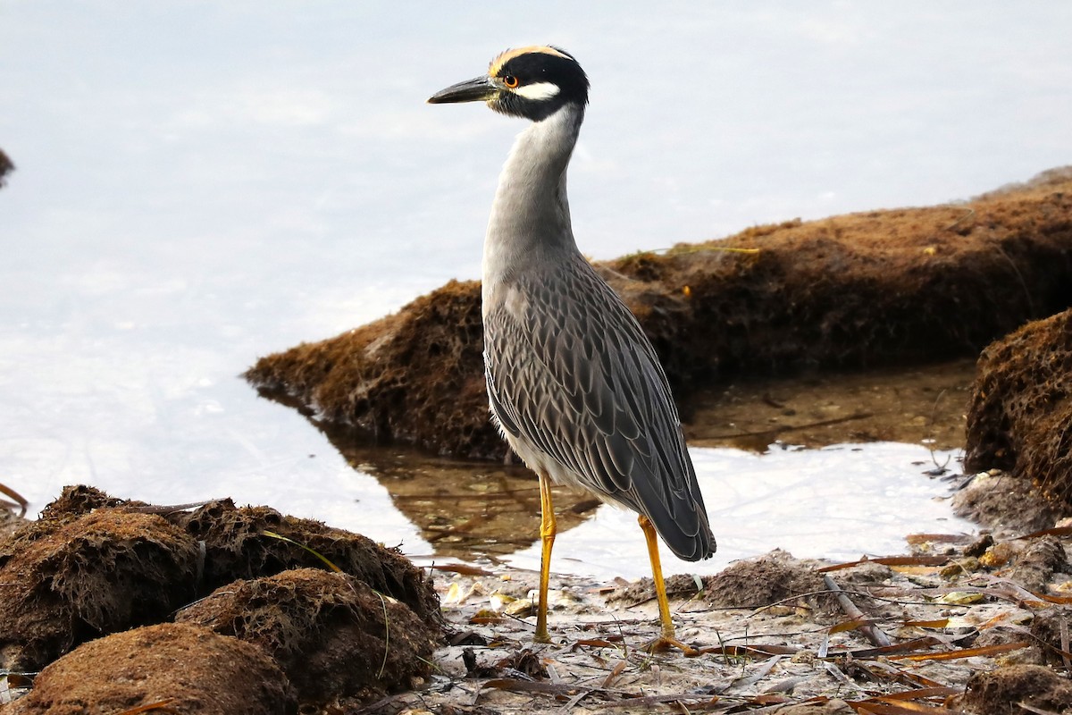 Yellow-crowned Night Heron - Halldor Sigurdsson