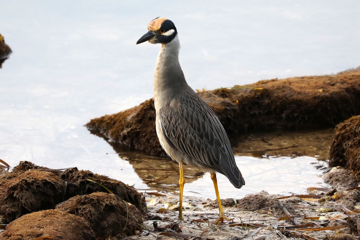 Yellow-crowned Night Heron - Halldor Sigurdsson